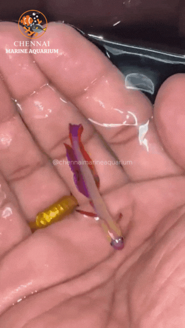 Purple Flame Goby