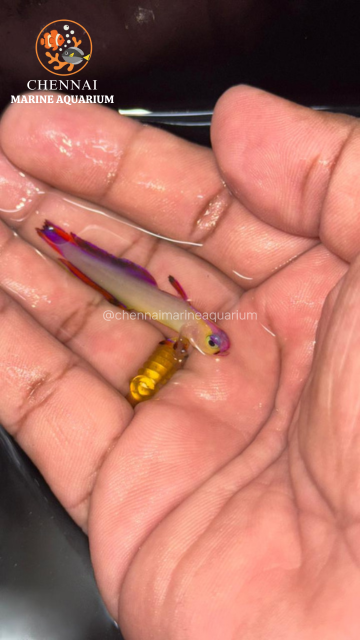 Purple Flame Goby
