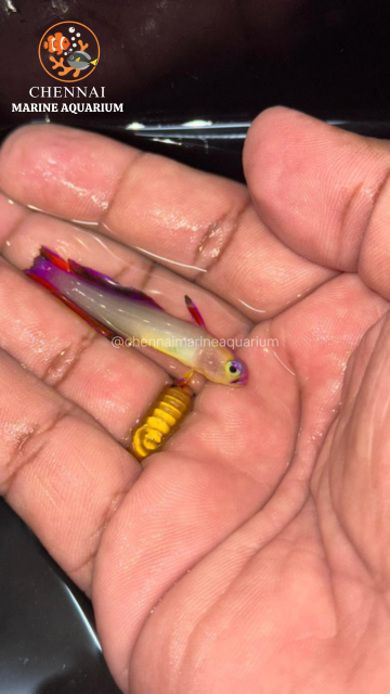 Purple Flame Goby