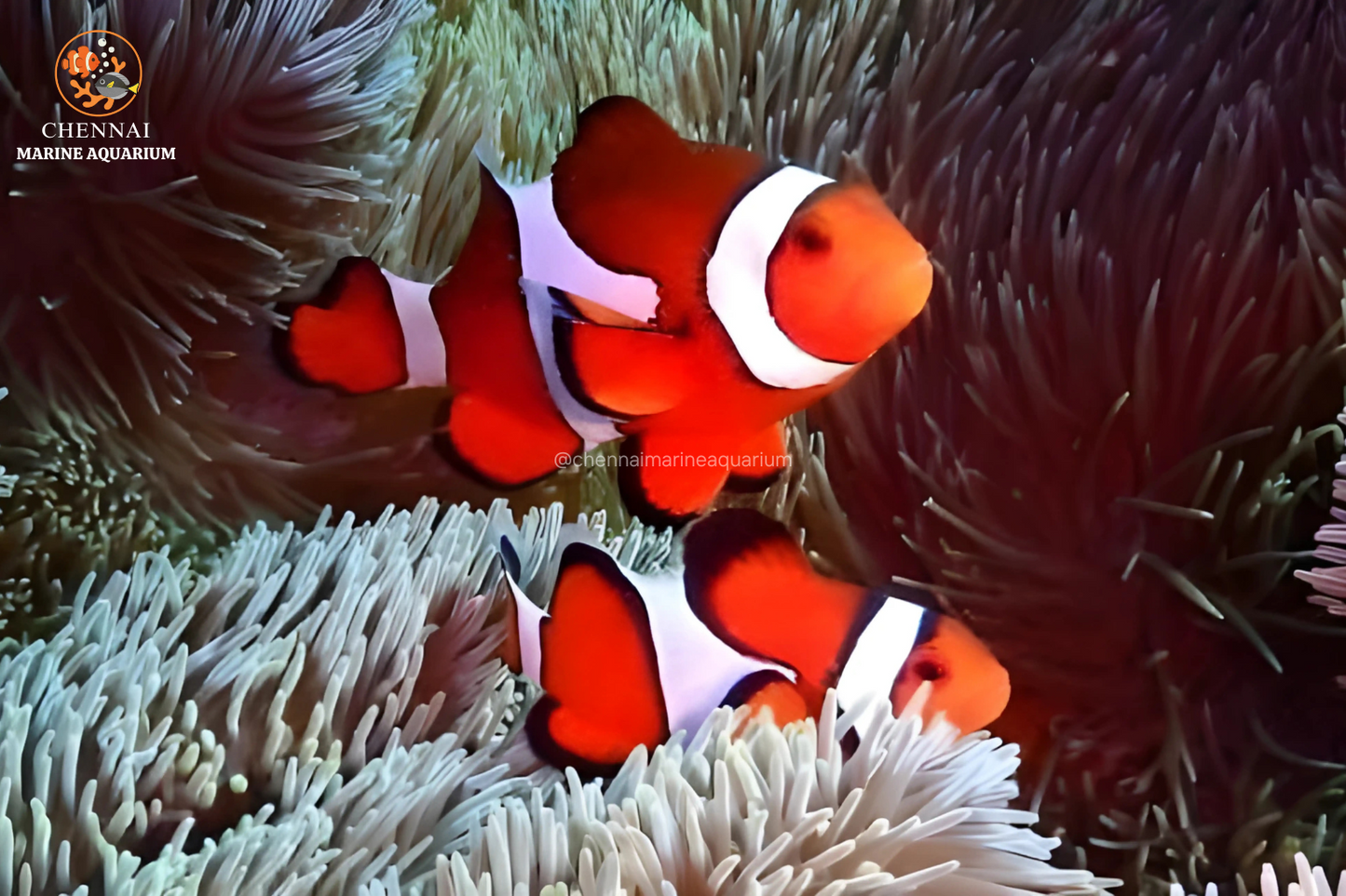 Philippines Red Ocillaris Clownfish