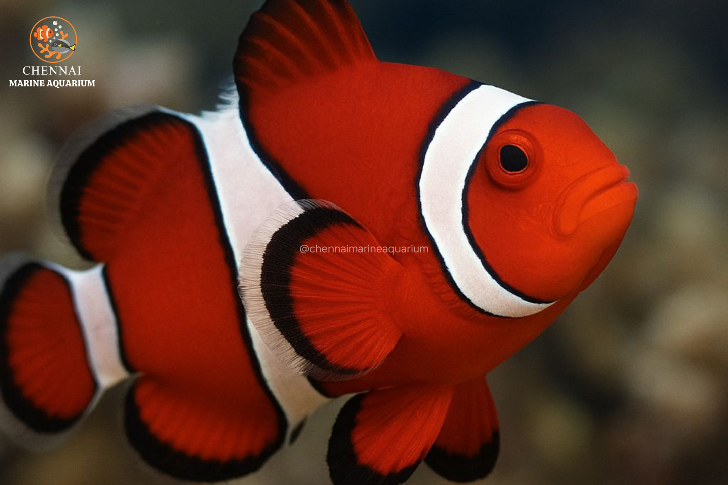 Philippines Red Ocillaris Clownfish