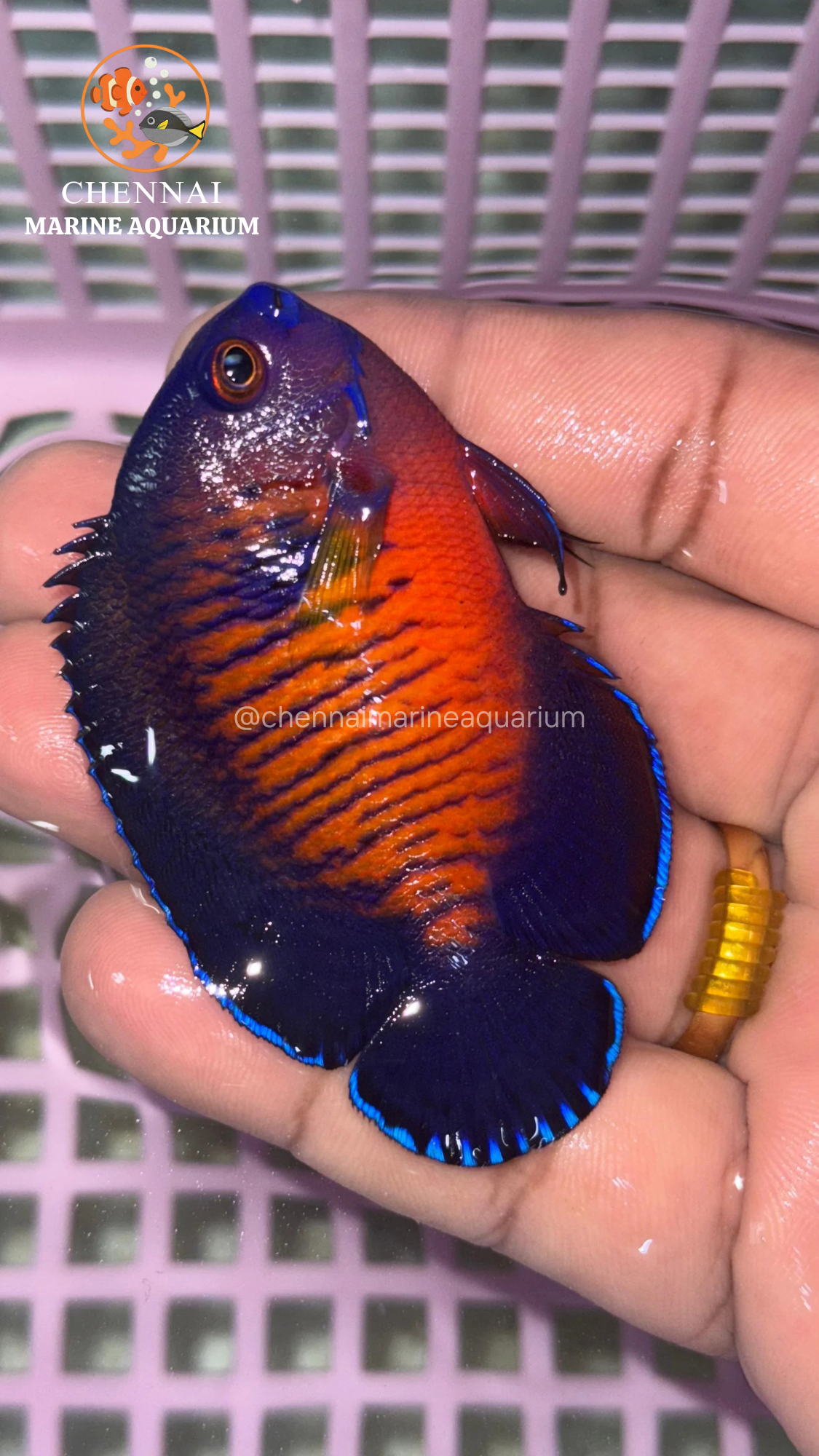 Philippines Deep Colour Coral Beauty Angelfish