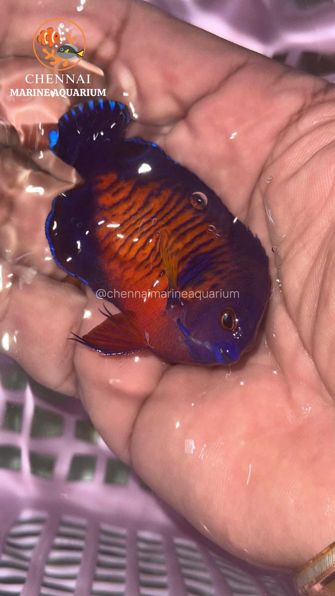 Philippines Deep Colour Coral Beauty Angelfish