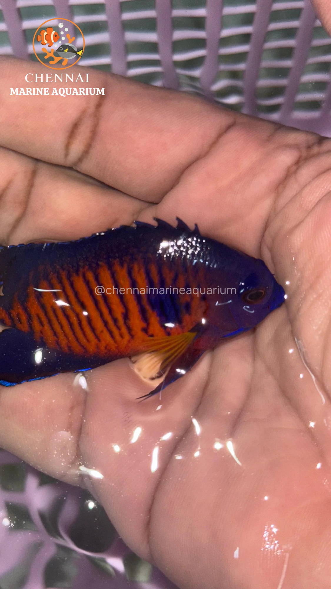 Philippines Deep Colour Coral Beauty Angelfish