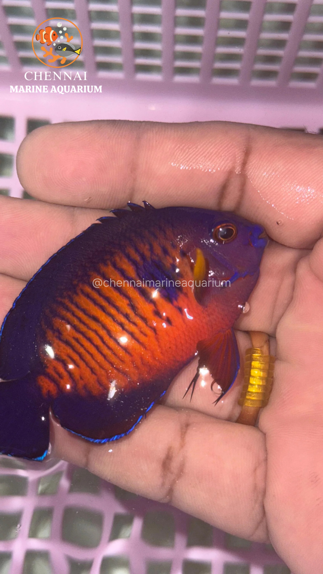 Philippines Deep Colour Coral Beauty Angelfish