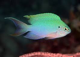 Peacock Damsel