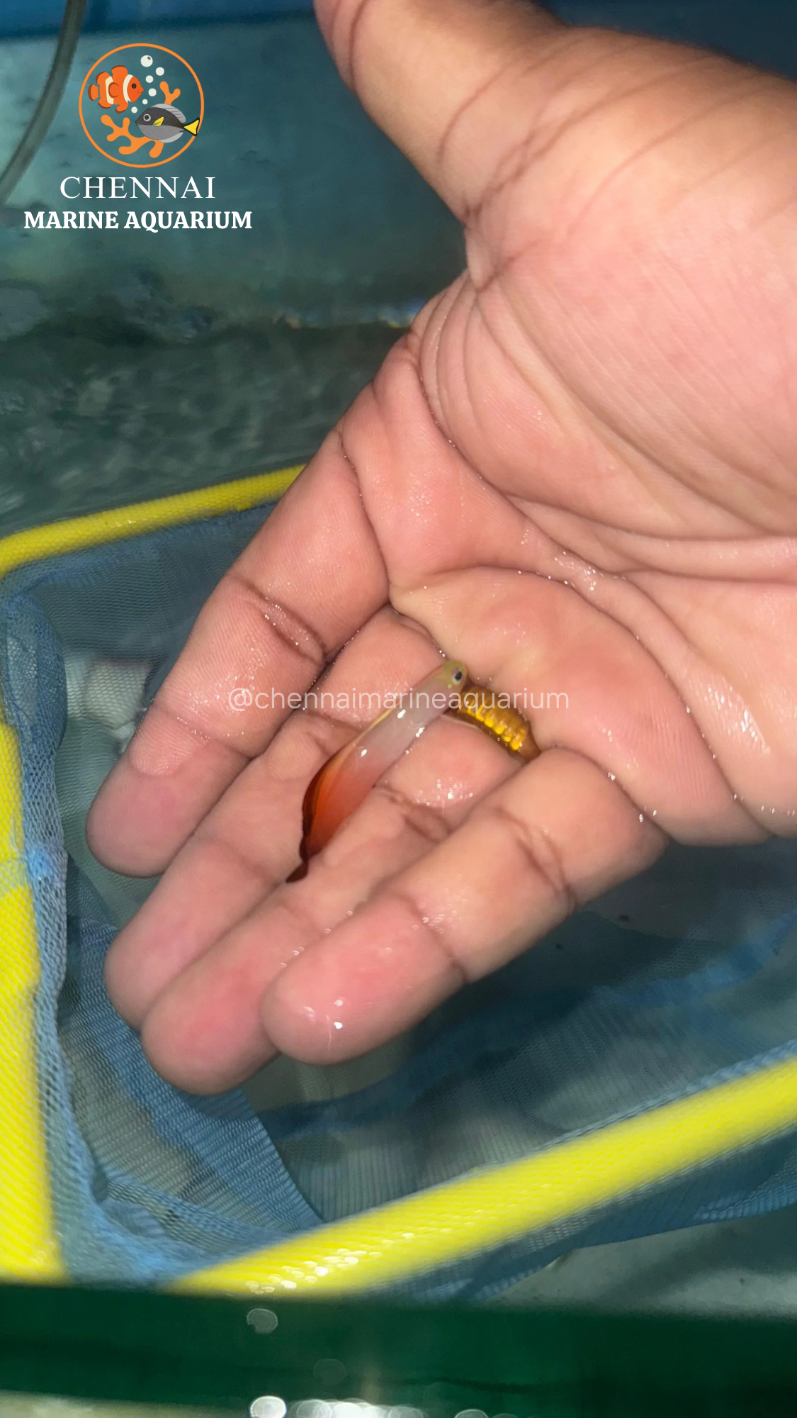 Decorated Fire Goby