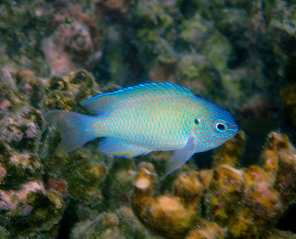 Peacock Damsel