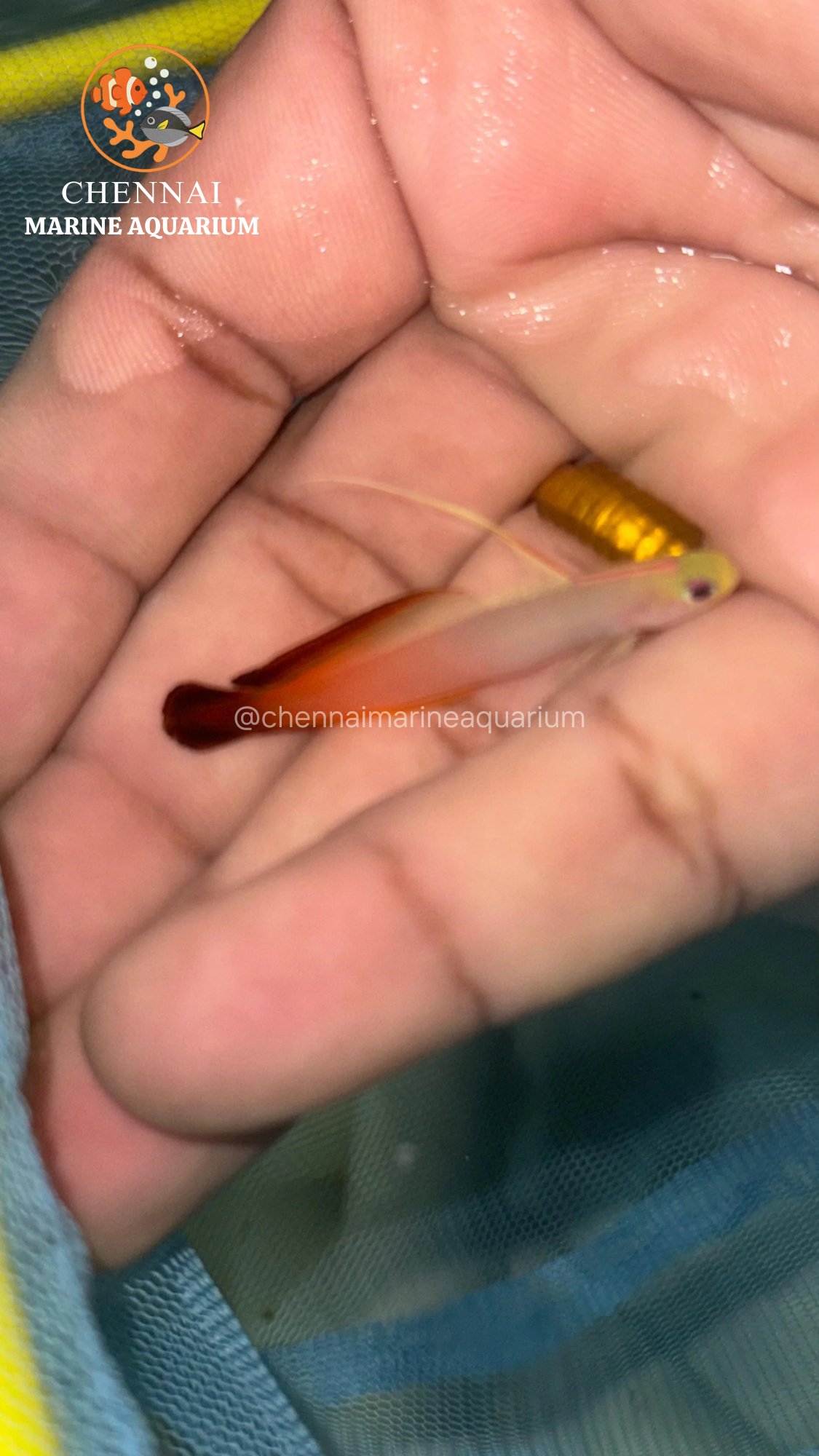 Decorated Fire Goby