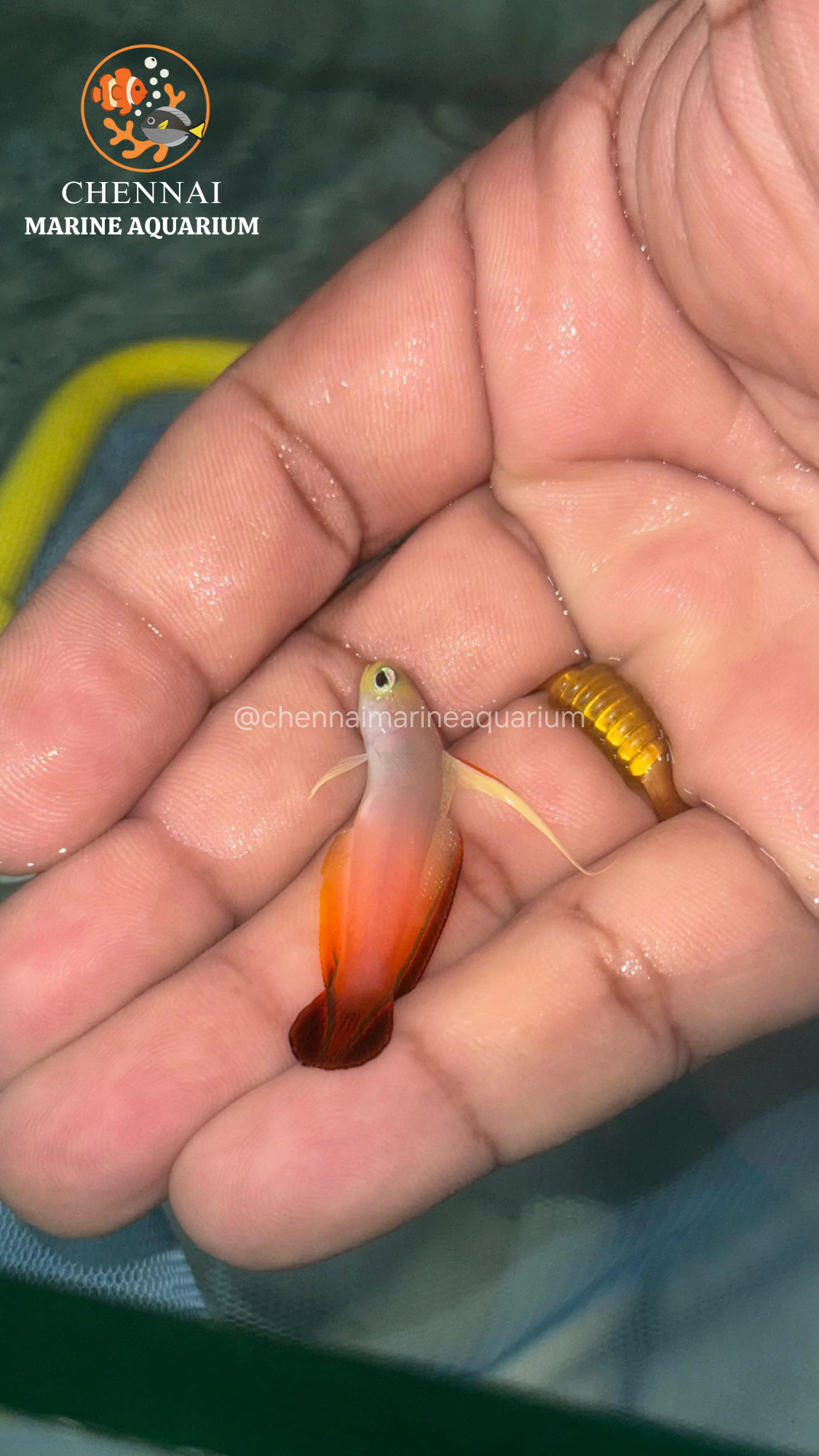 Decorated Fire Goby