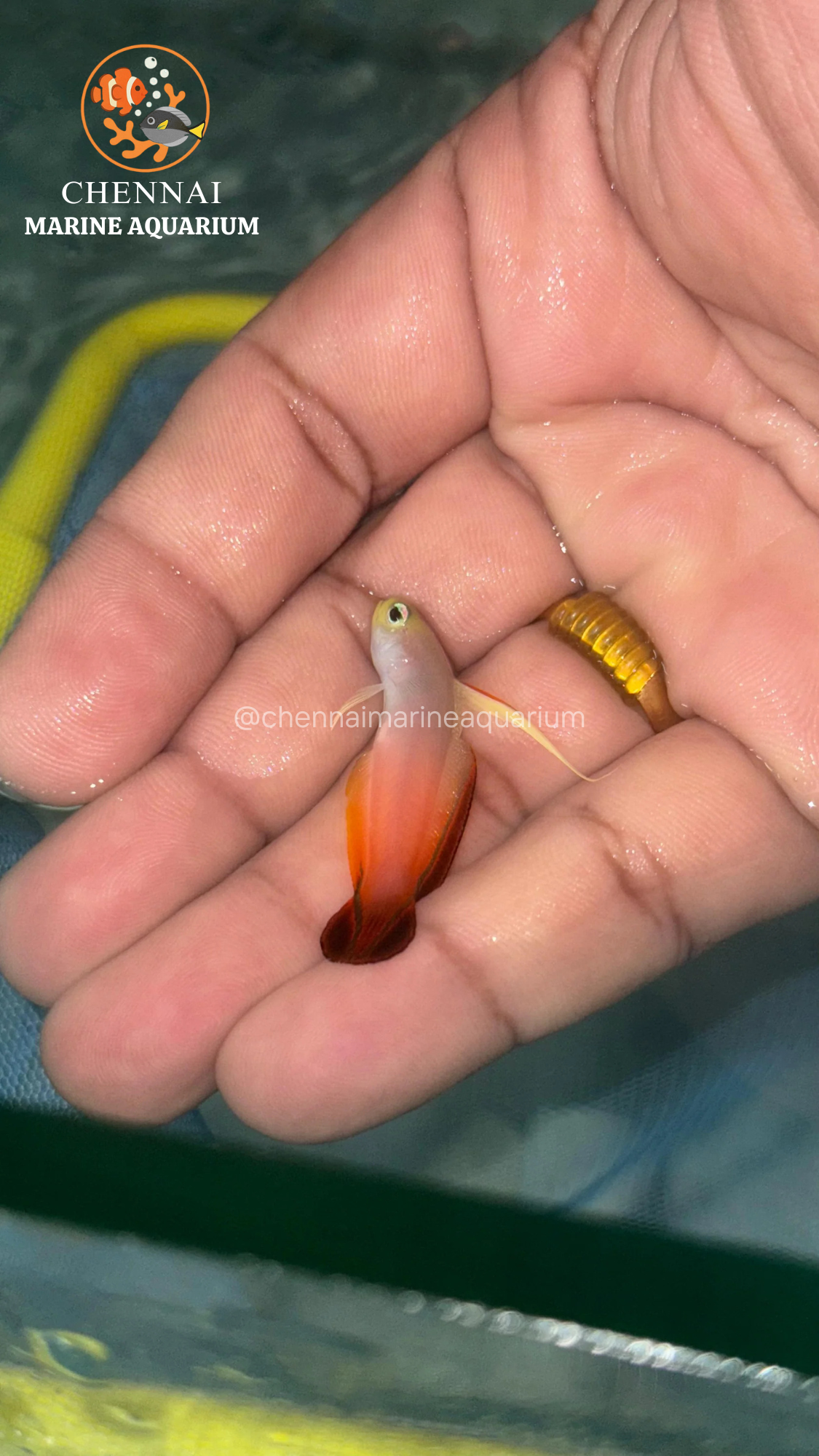 Decorated Fire Goby