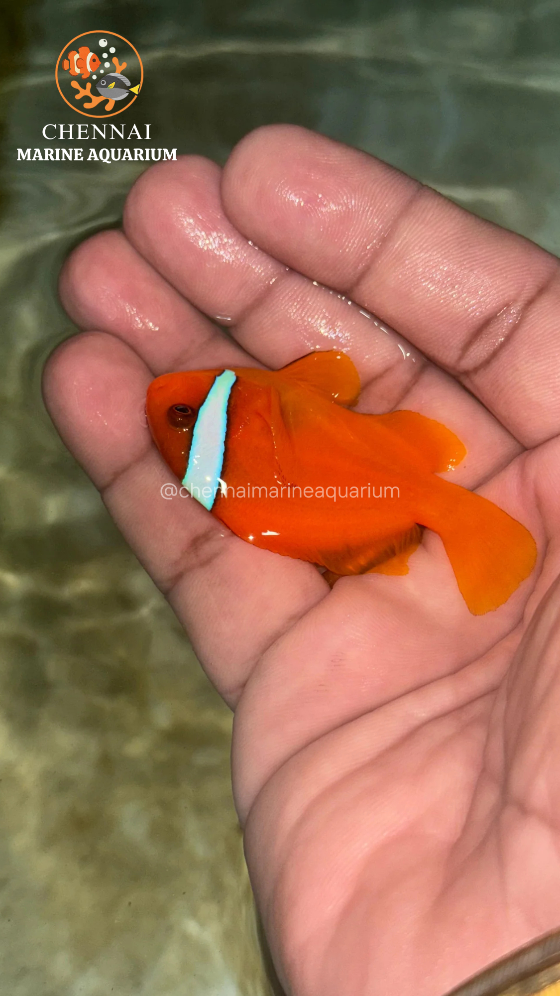 Philippines Red Tomato Clown