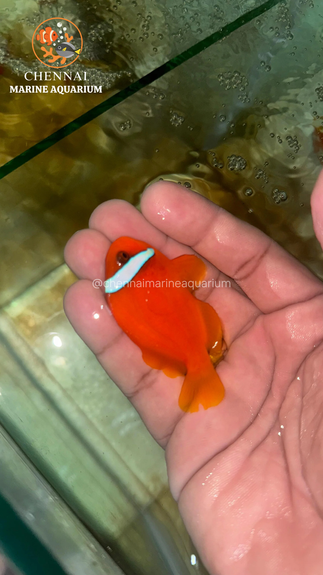 Philippines Red Tomato Clown