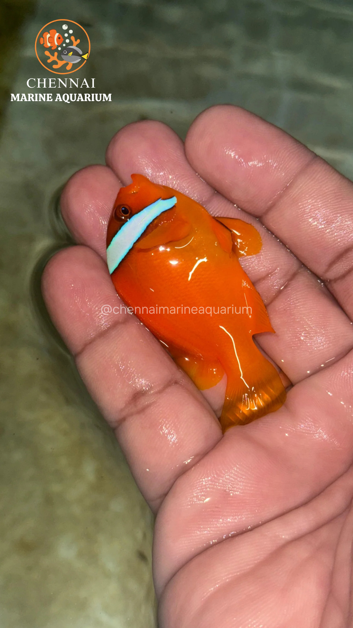 Philippines Red Tomato Clown