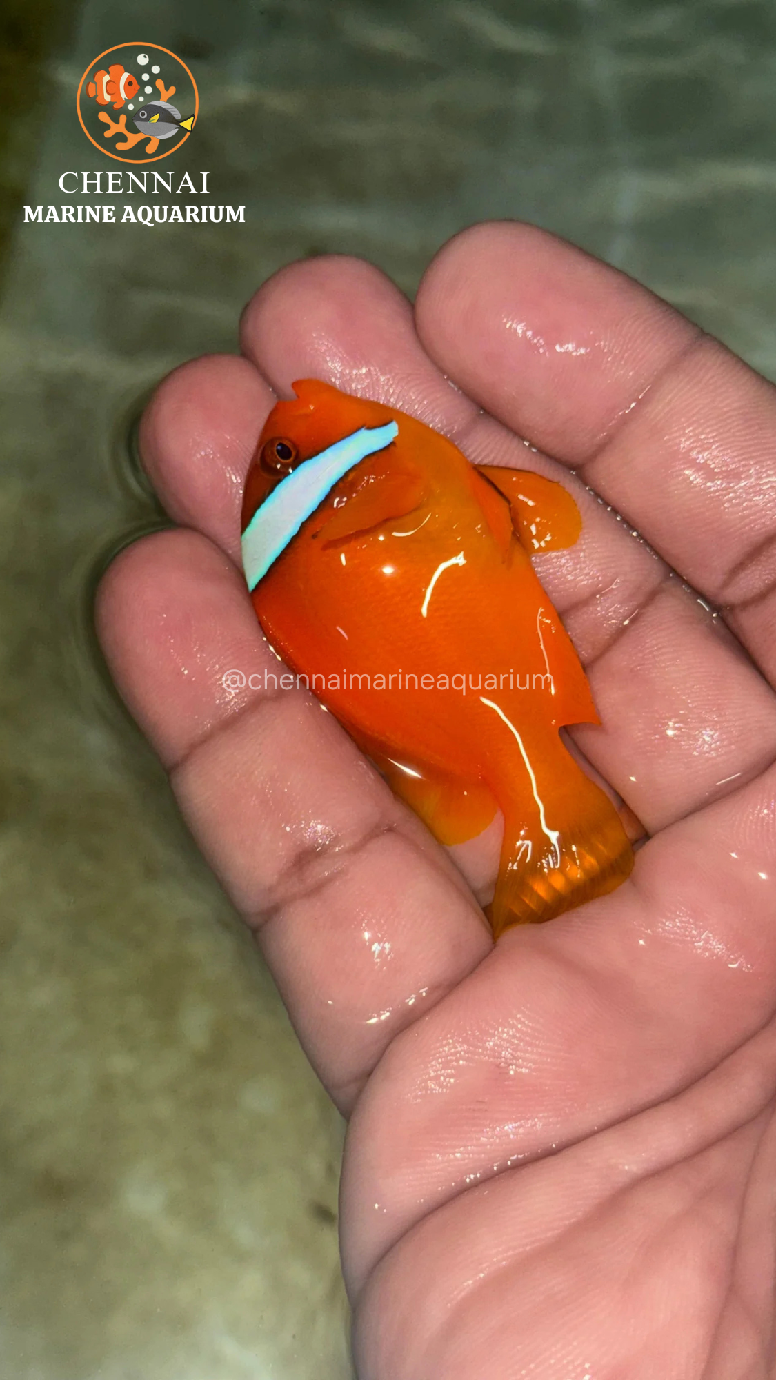 Philippines Red Tomato Clown