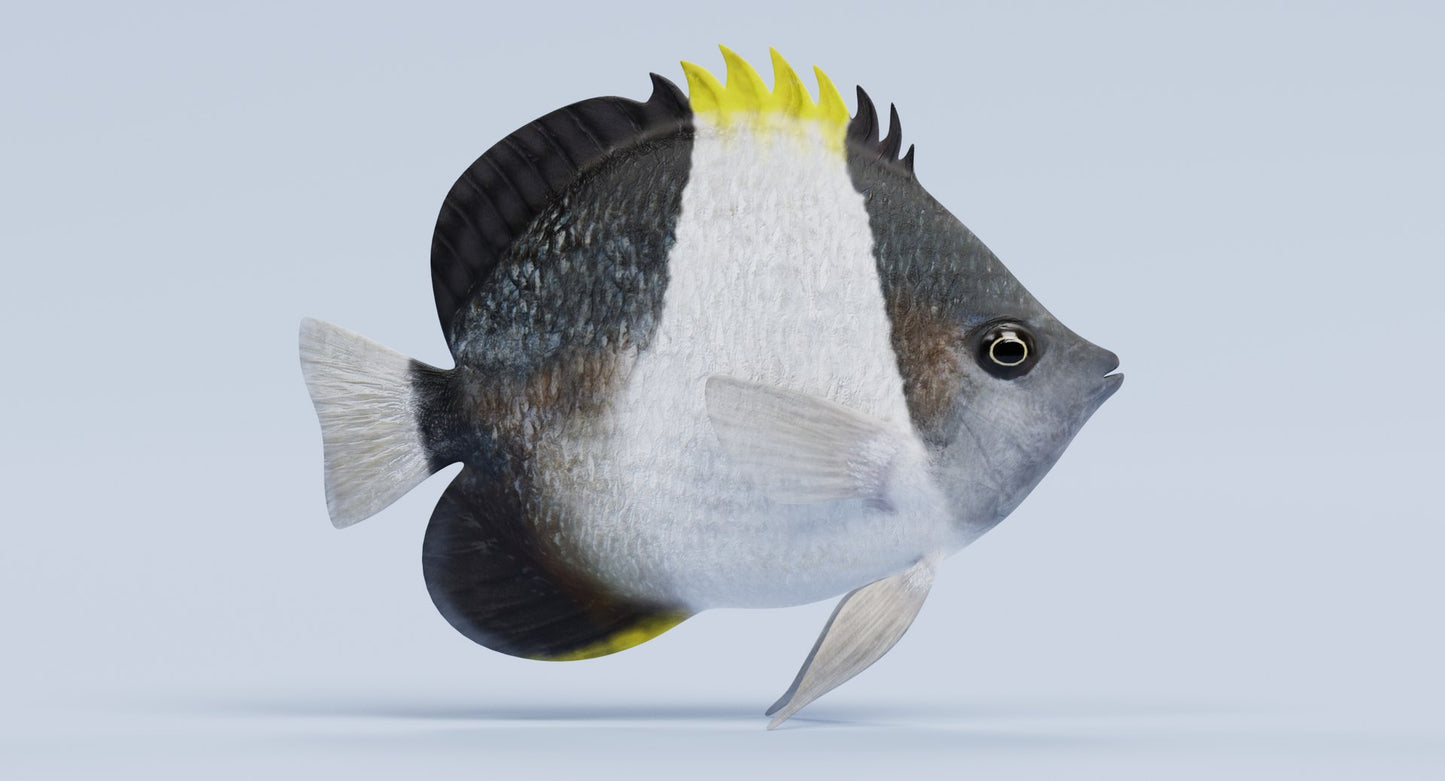 Black Pyramid Butterflyfish