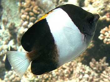 Black Pyramid Butterflyfish