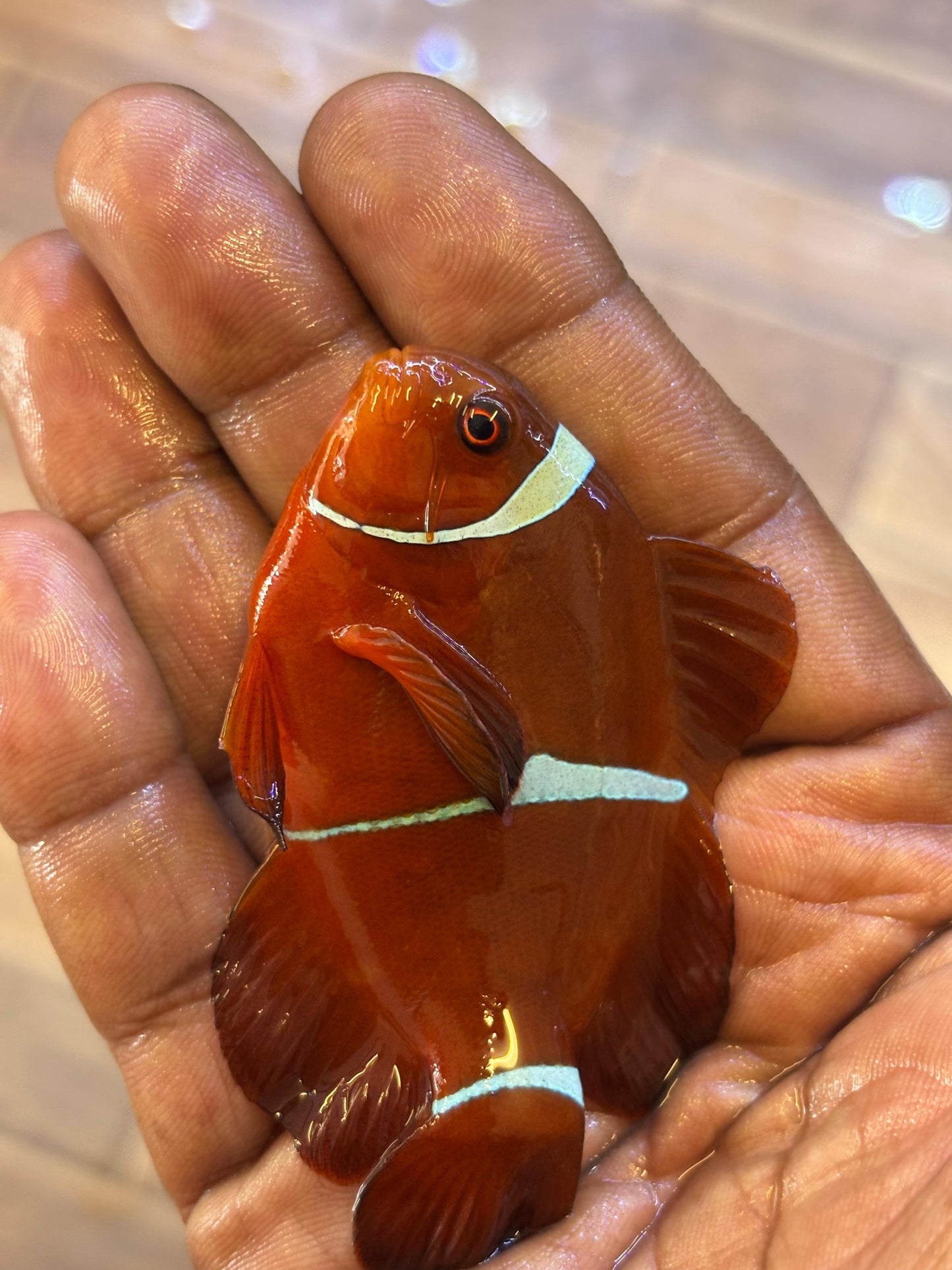 Maroon Clown Fish