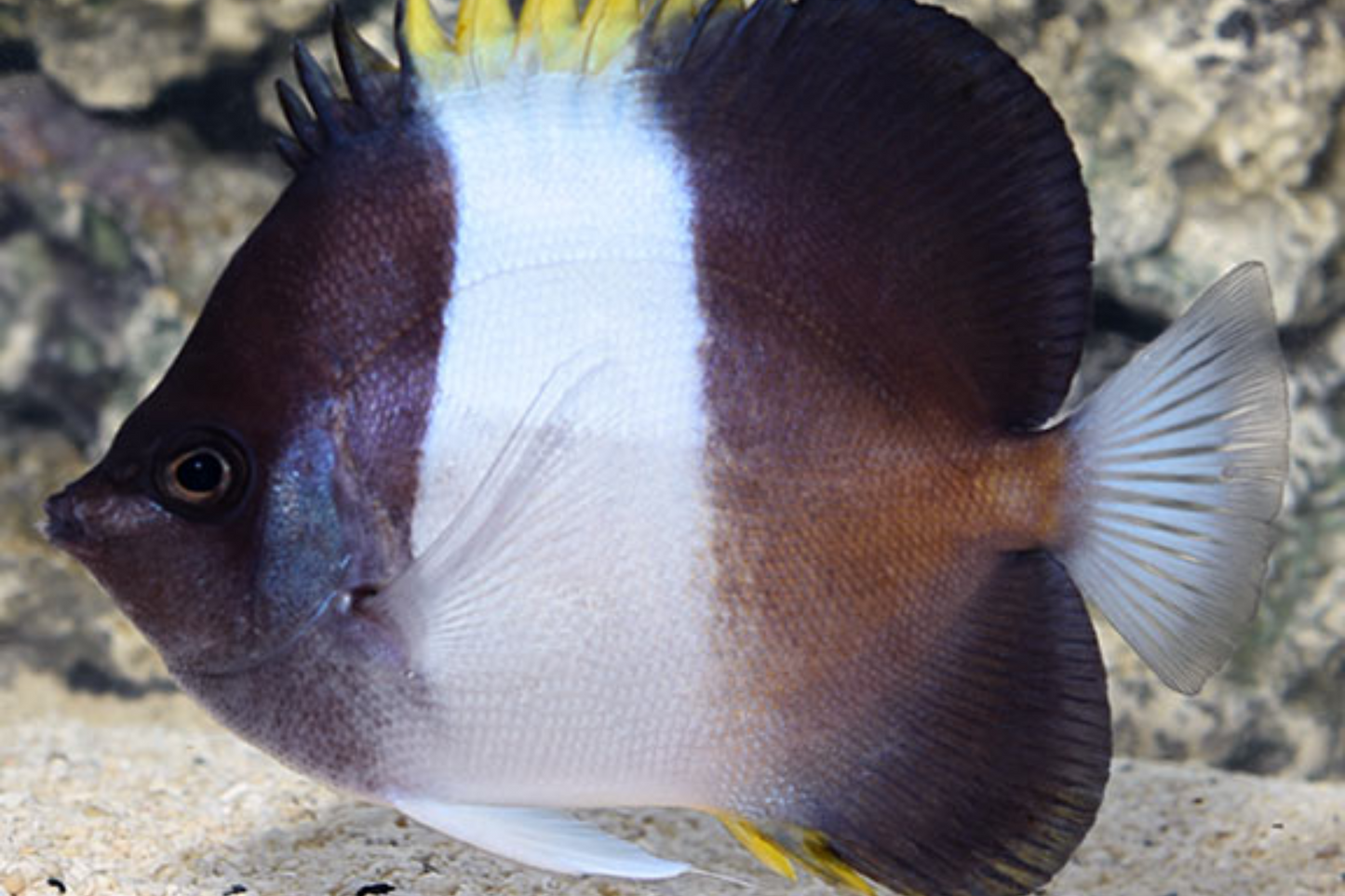 Black Pyramid Butterflyfish