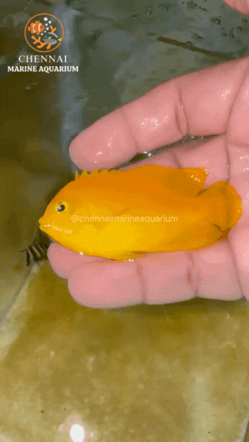 Yellow Lemon Peel Angelfish