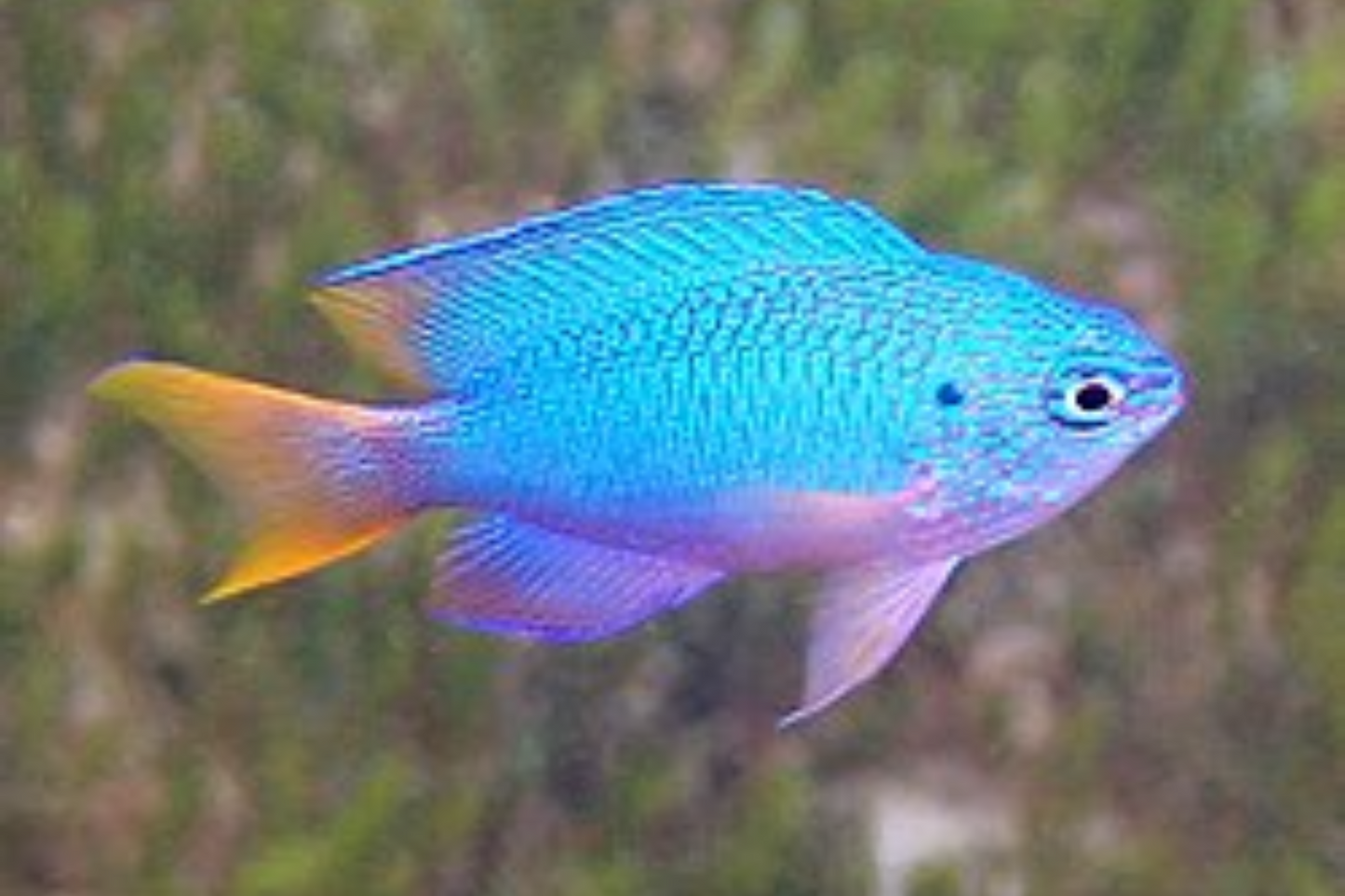 Peacock Damsel