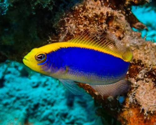 Red Sea Sunrise Dottyback
