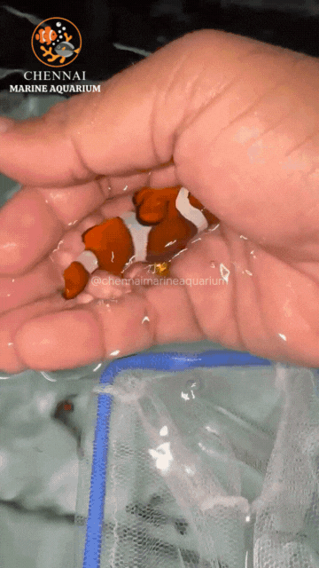 Philippines Red Ocillaris Clownfish