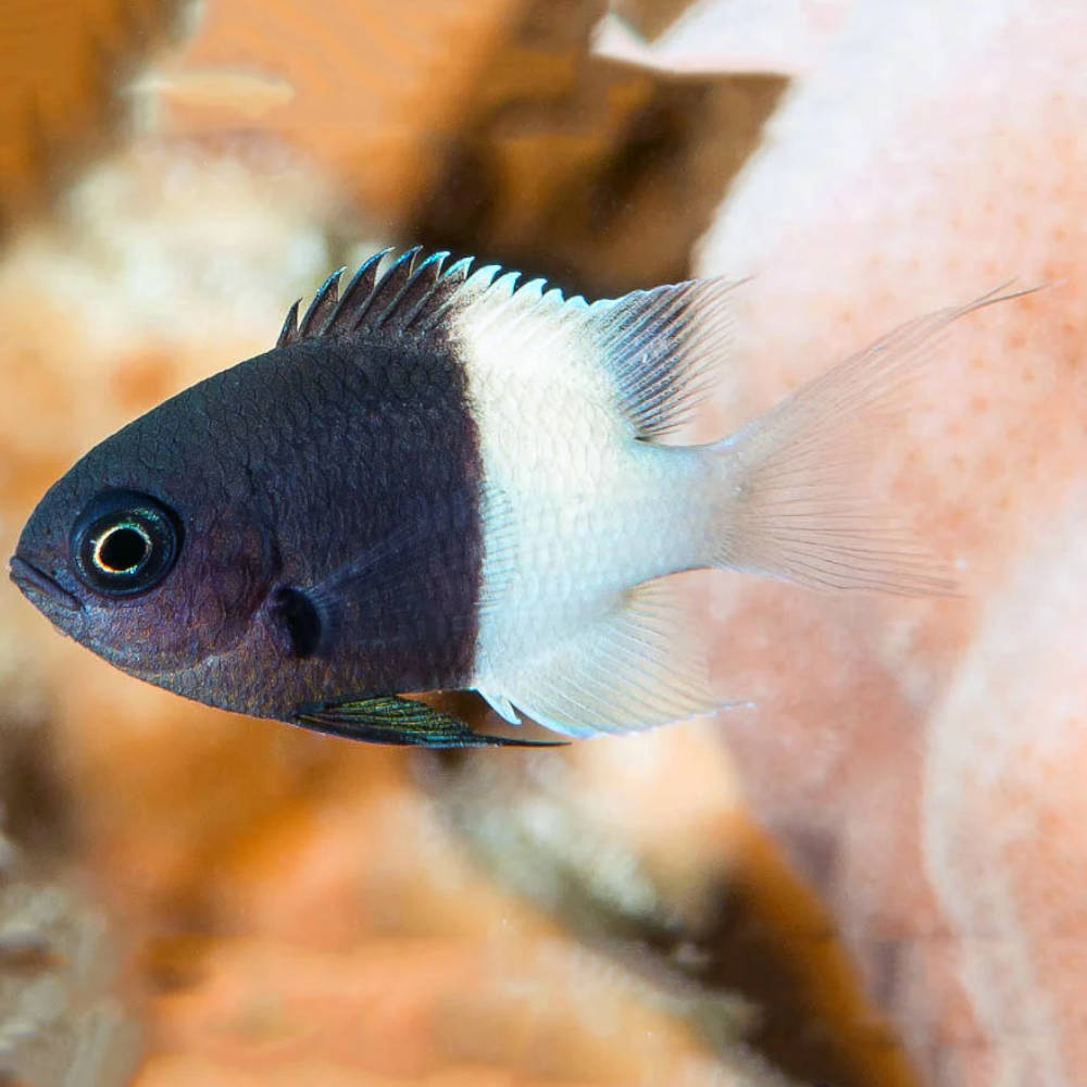 Bicolor Chromis