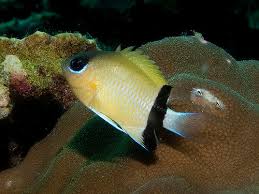 Black-bar Chromis