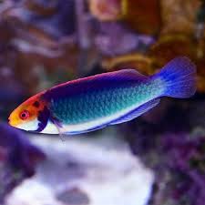 Black-Gill/Solar Fairy Wrasse