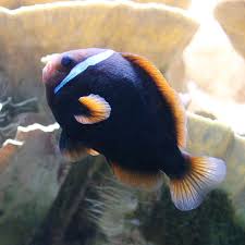 Black Tomato Clownfish