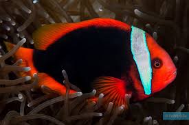 Black Tomato Clownfish