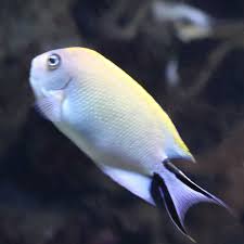 Blackspot Lyretail Angelfish (Female)