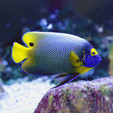 Blue Face Angelfish