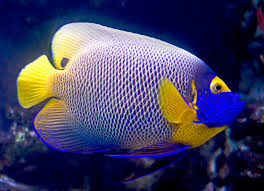 Blue Face Angelfish