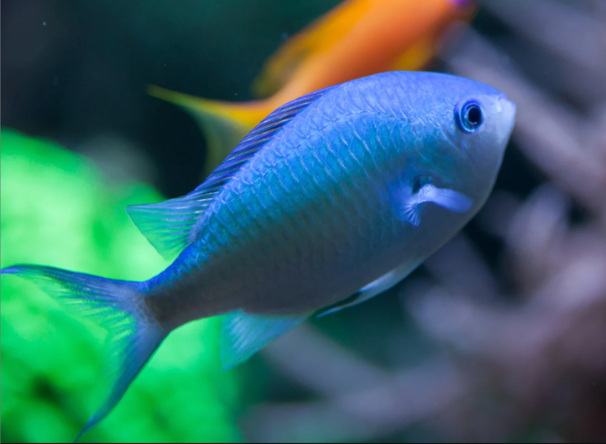 Blue Green Chromis