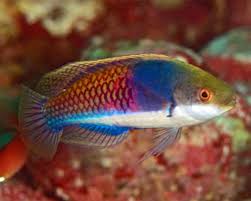 Blue-Sided Fairy Wrasse