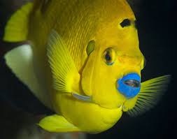 Blue Lipstick Angelfish