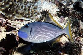 Blue Throat Triggerfish