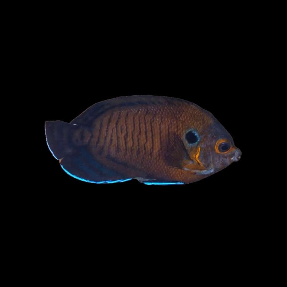 Bluefin Angelfish