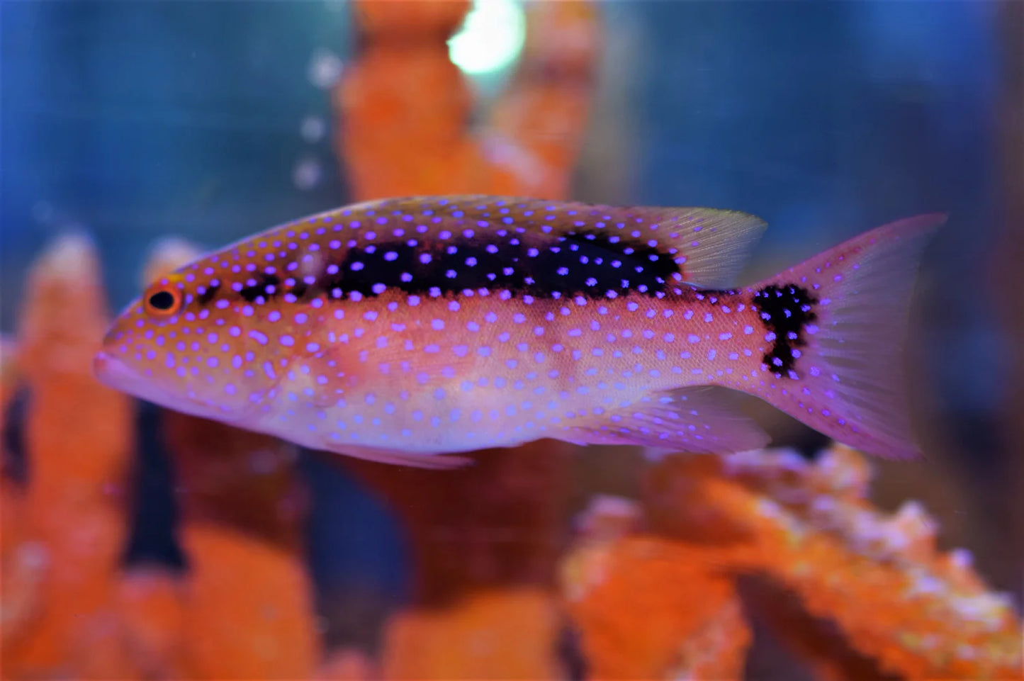 Skunk Grouper