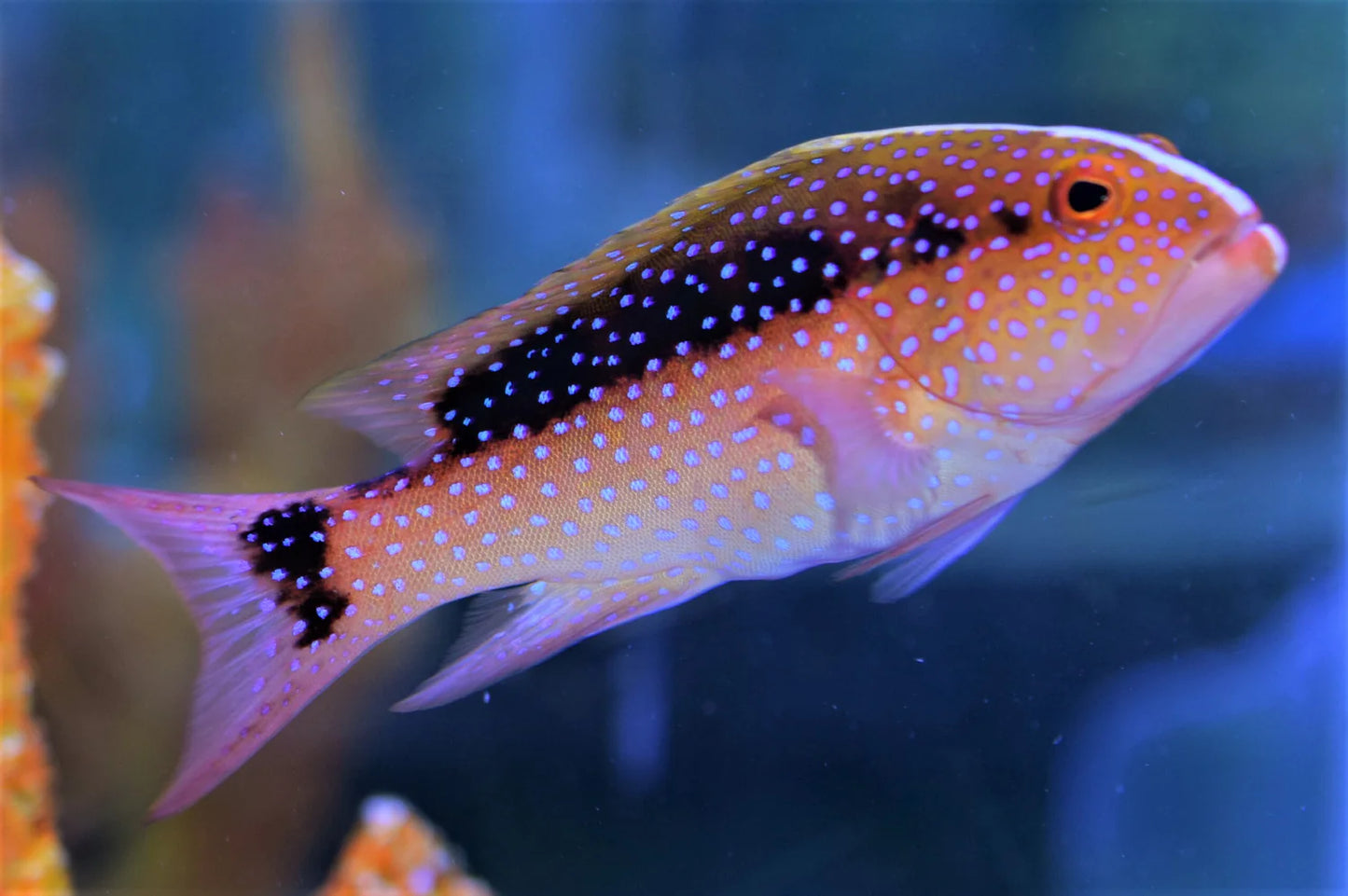 Skunk Grouper