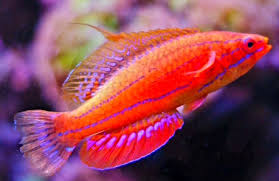 Carpenter's Wrasse