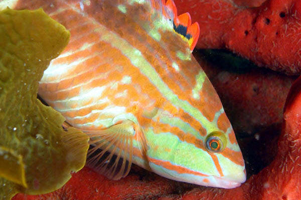Chocolate Wrasse