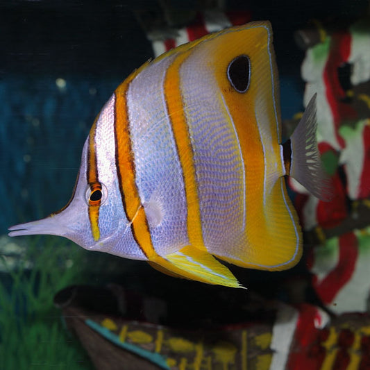 Copperband Butterflyfish