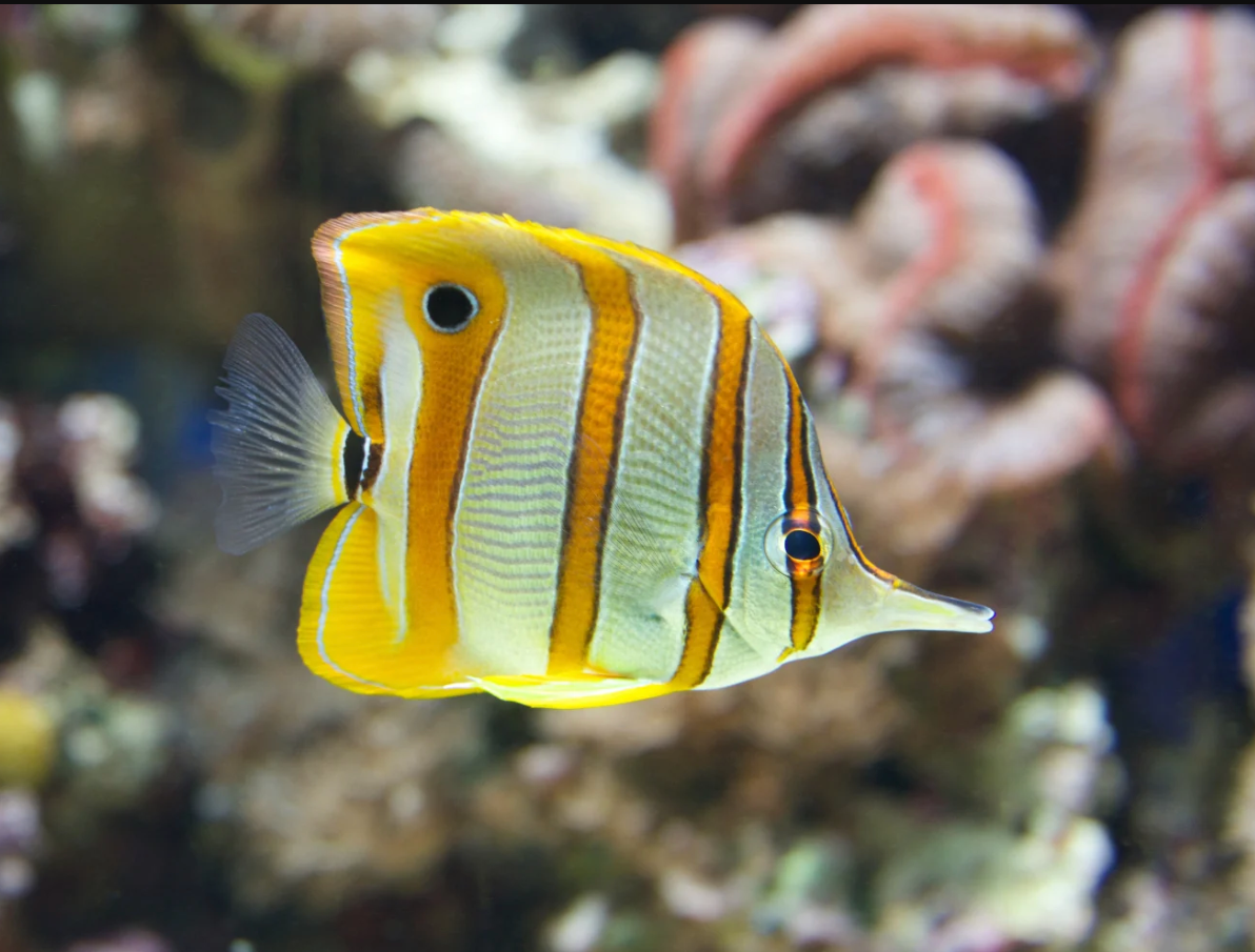 Copperband Butterflyfish