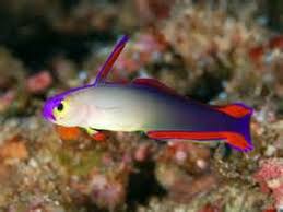 Decorated Firefish (Purple flame goby / purple firefish)