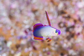 Decorated Firefish (Purple flame goby / purple firefish)