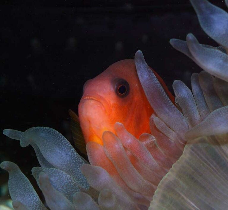 Fire Clown Fish