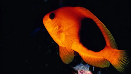 Fire Clown Fish